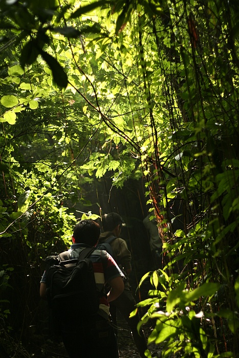enter the forrest